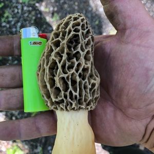 Meet your Posher, Jimmy